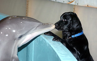 black dog kissing gray dolphin